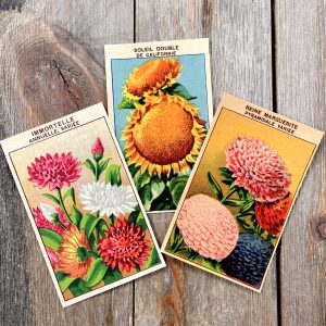 Three French flower seed packet labels featuring different flower illustrations